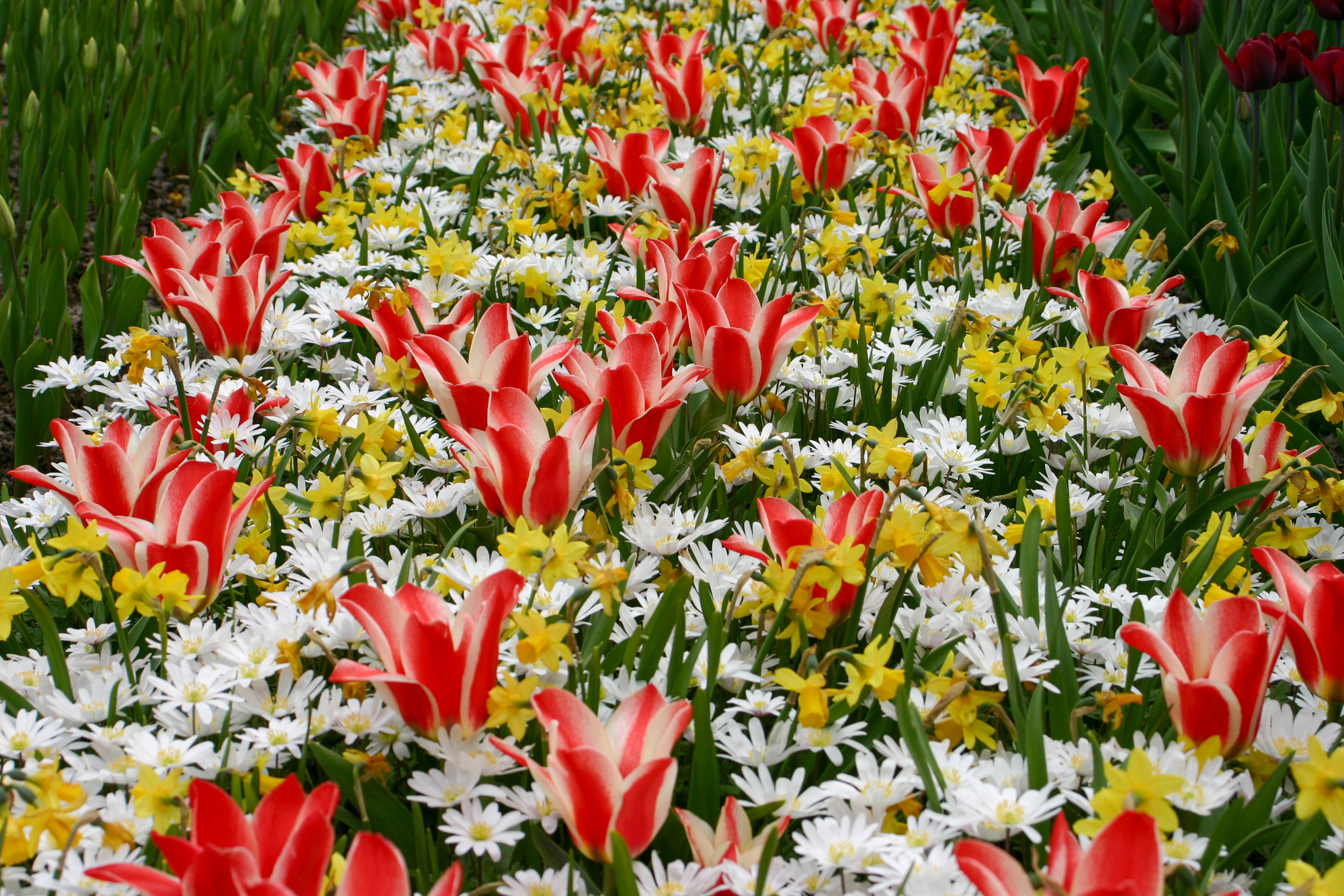 Mischung Botanischer Frühlingsgarten 150 St