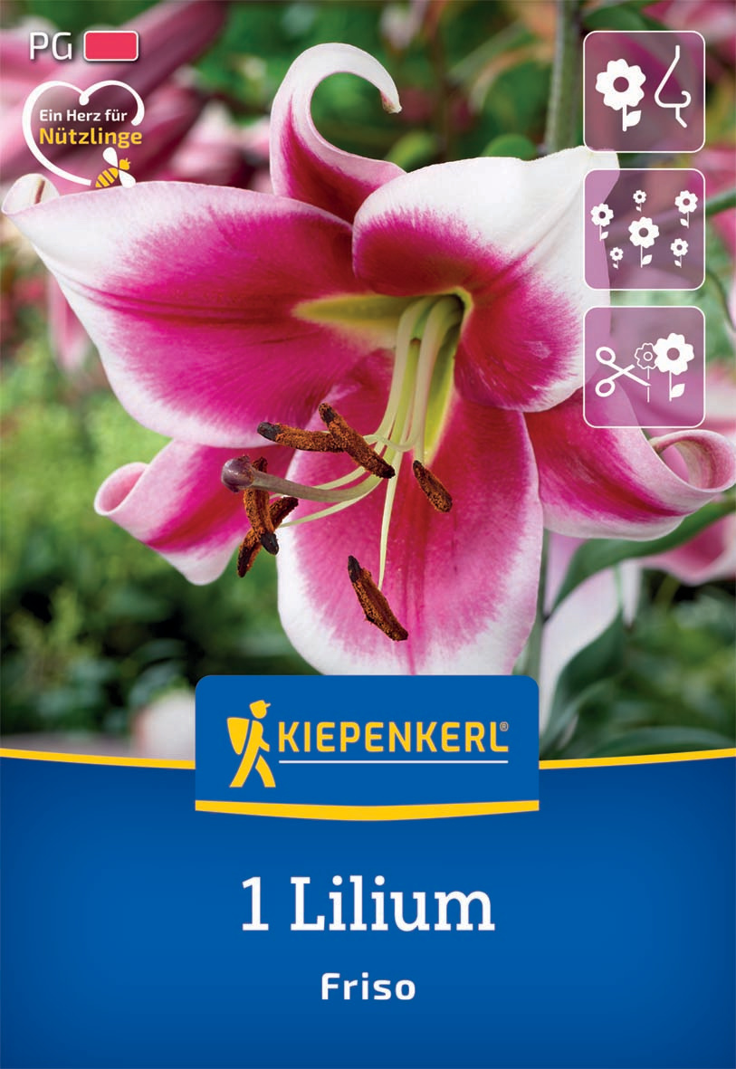 Lilien-Hybride Friso