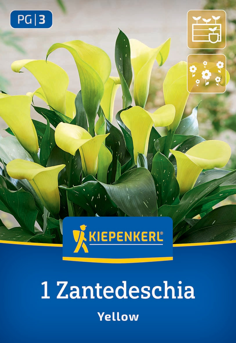 Calla Gelb