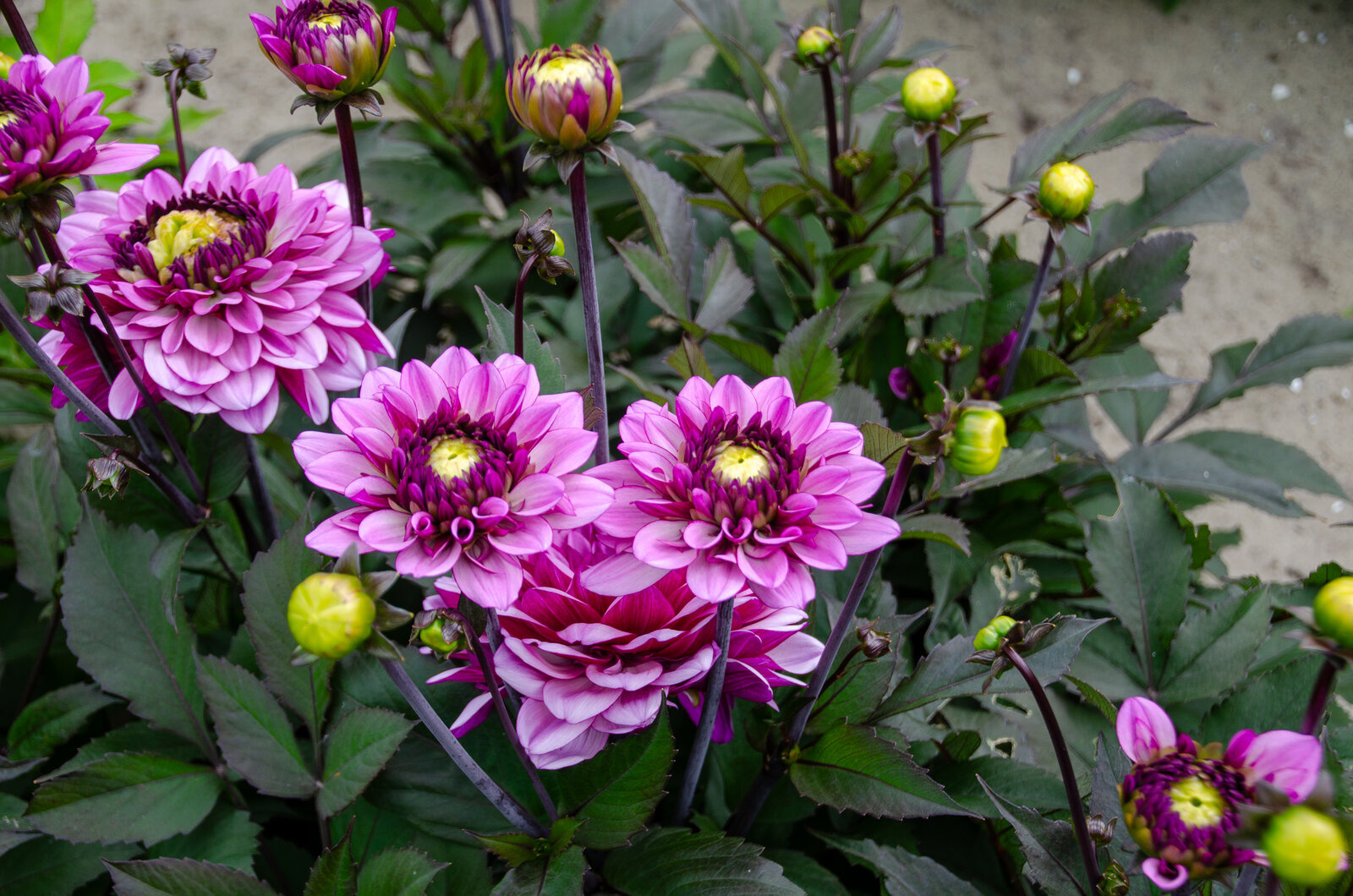 Dekorative Dahlien Jubila