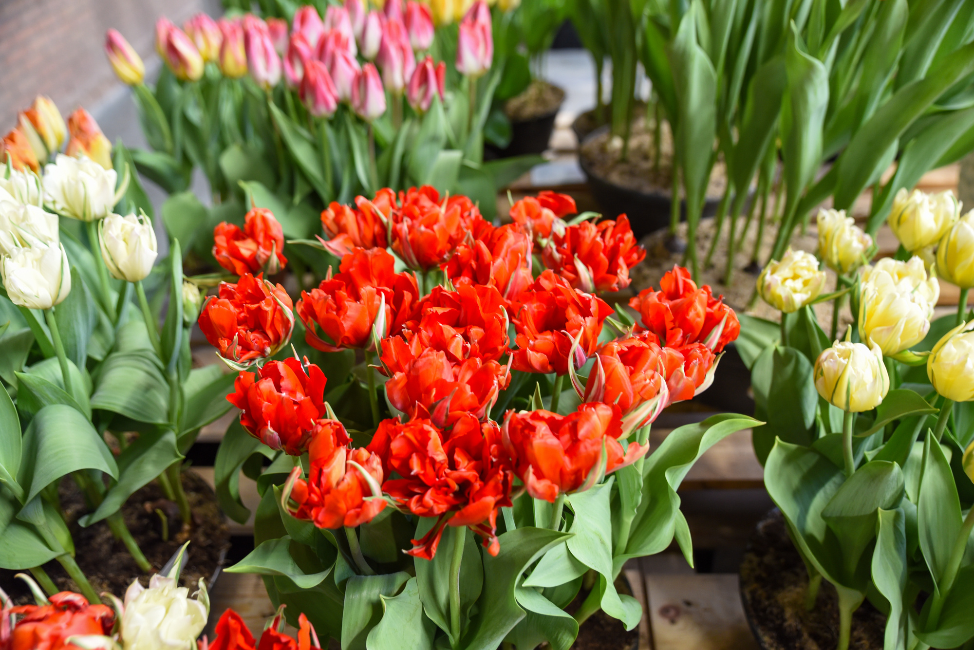 Fosteriana-Tulpen Love Valley Fosteriana-Tulpen Love Valley
