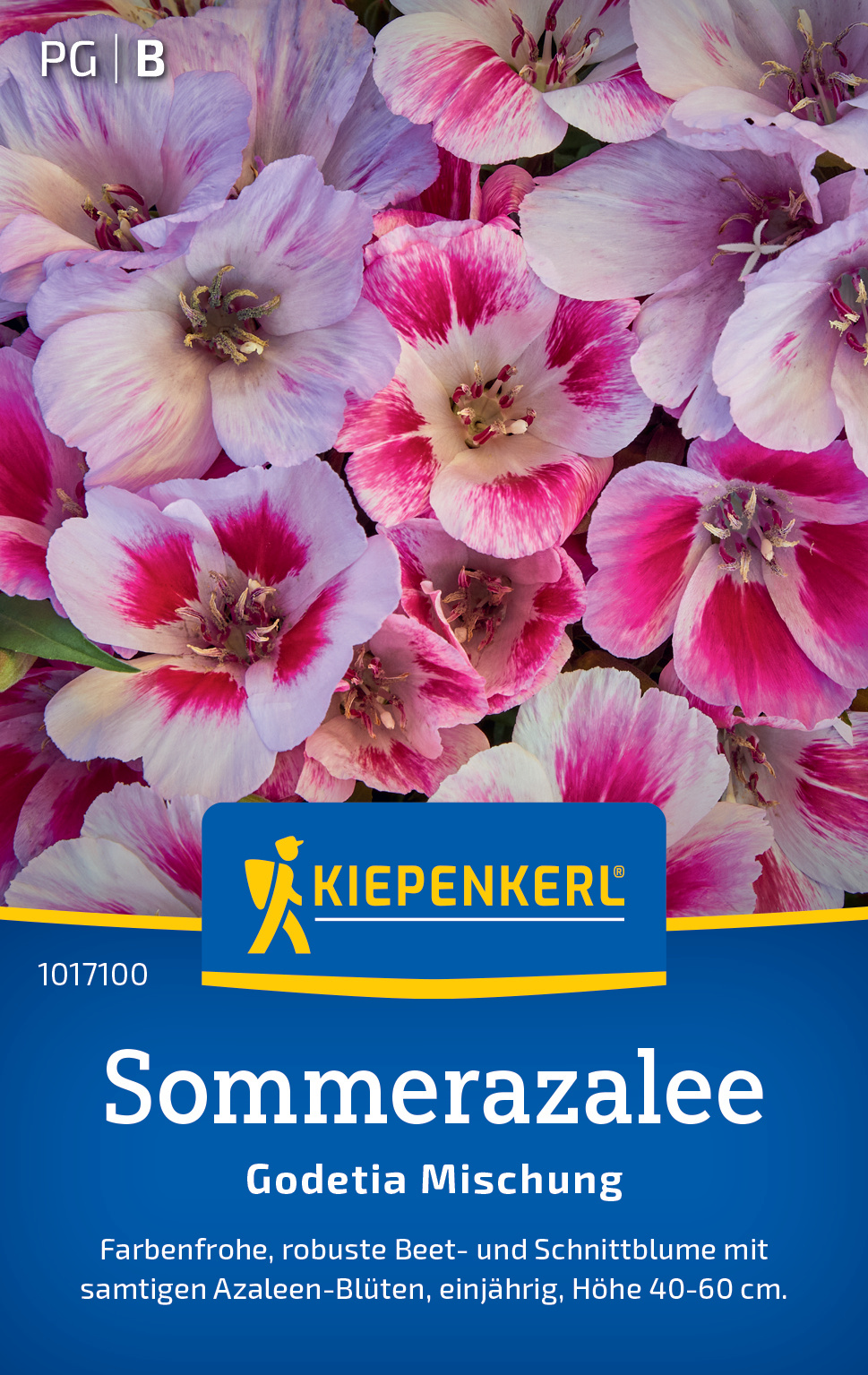 Sommerazalee Godetia Mischung