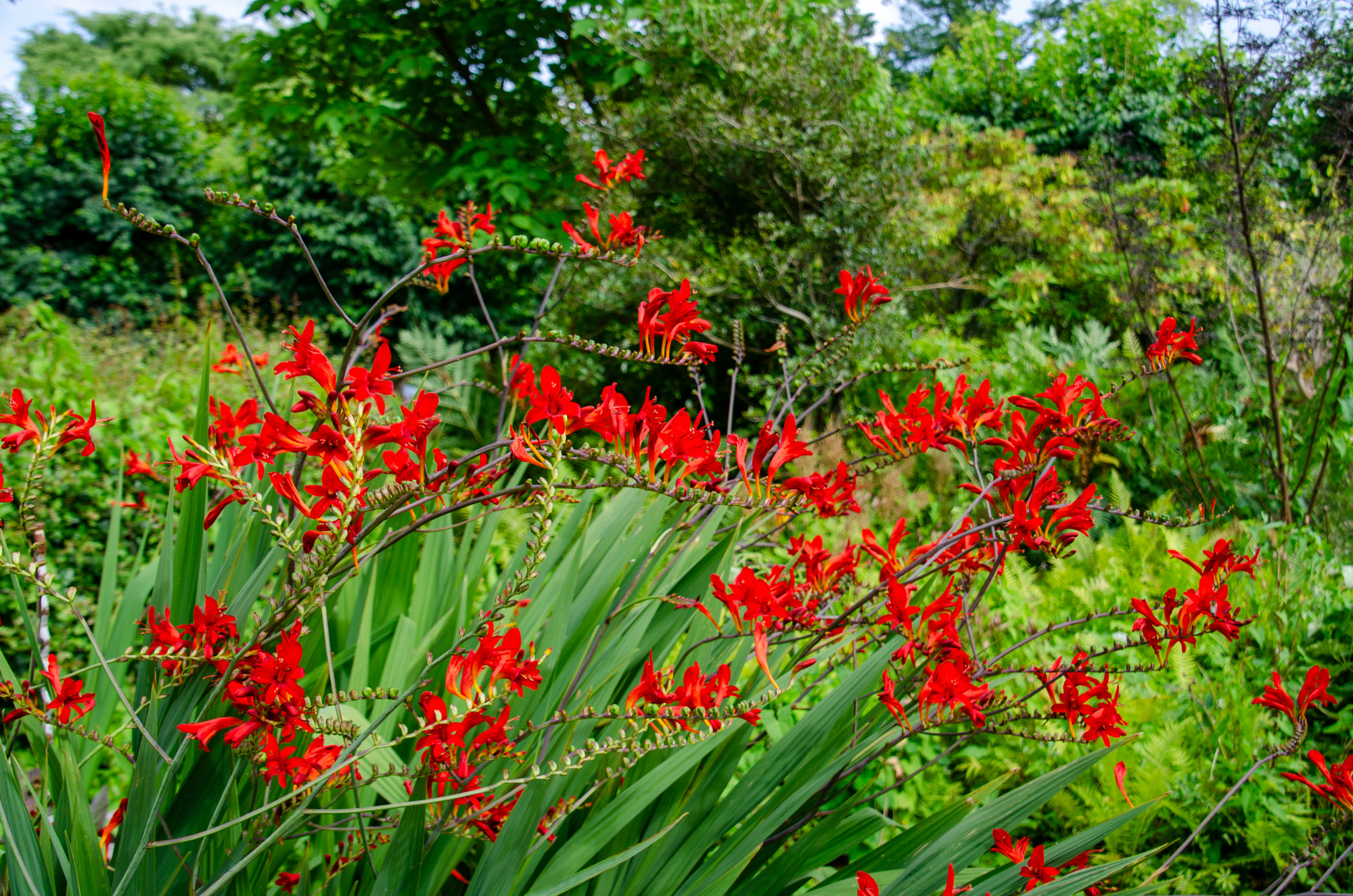 Crocosmien Lucifer