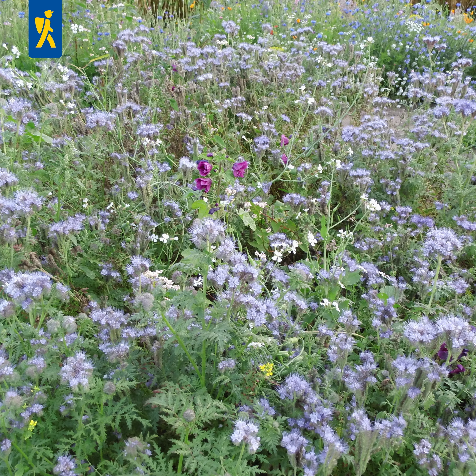 Tübinger Mischung Tübinger Mischung