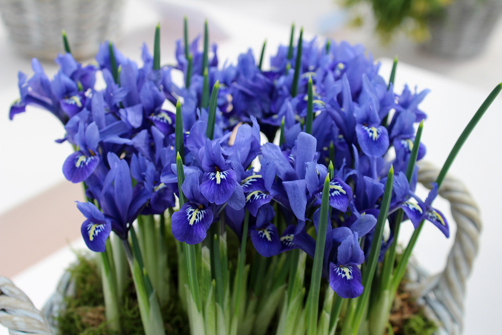 Iris reticulata Harmony Iris reticulata Harmony