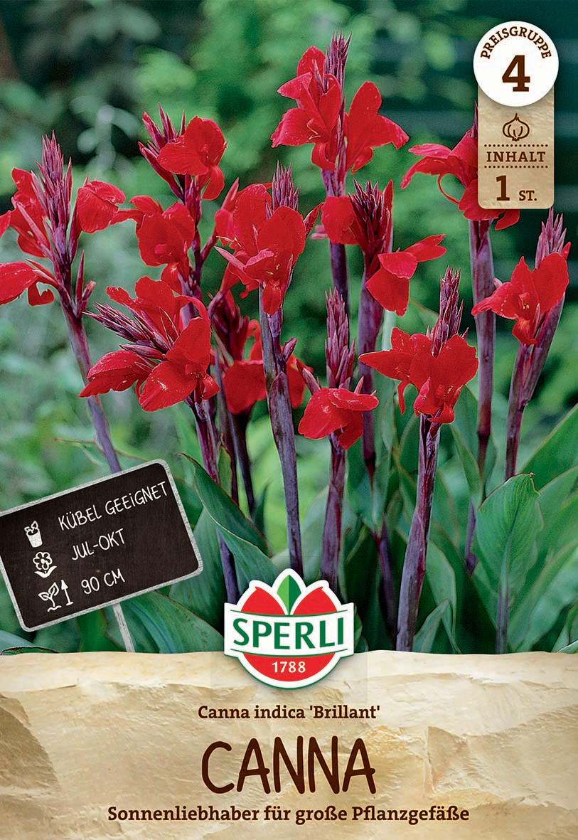 Blumenrohr Brillant Blumenrohr Brillant