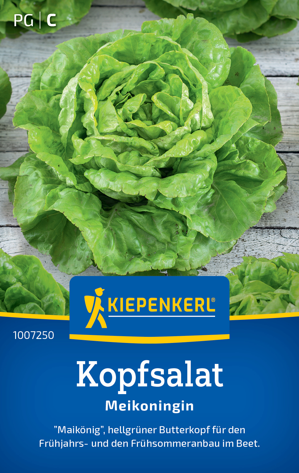 Kopfsalat Meikoningin Kopfsalat Meikoningin