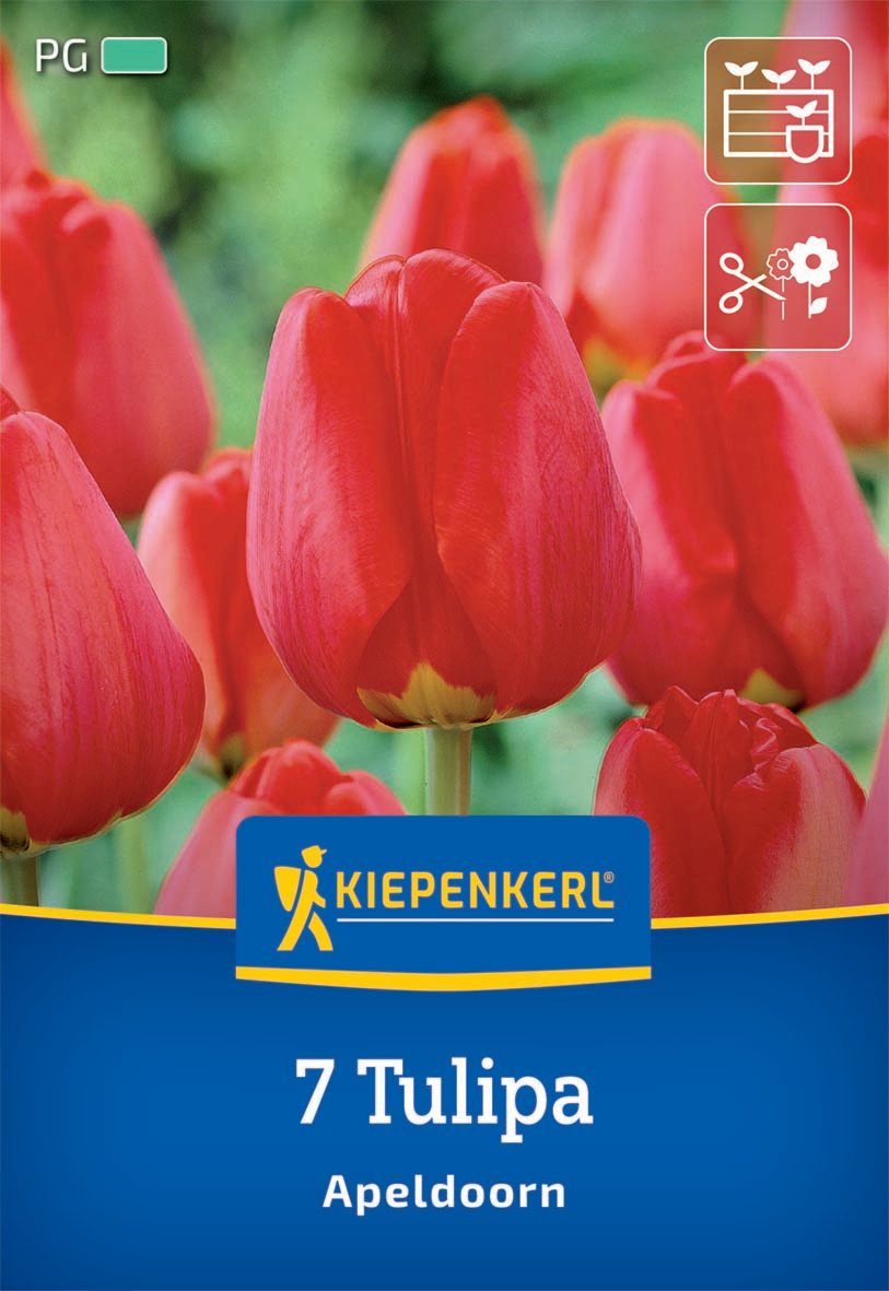 Darwin-Hybrid-Tulpe Apeldoorn