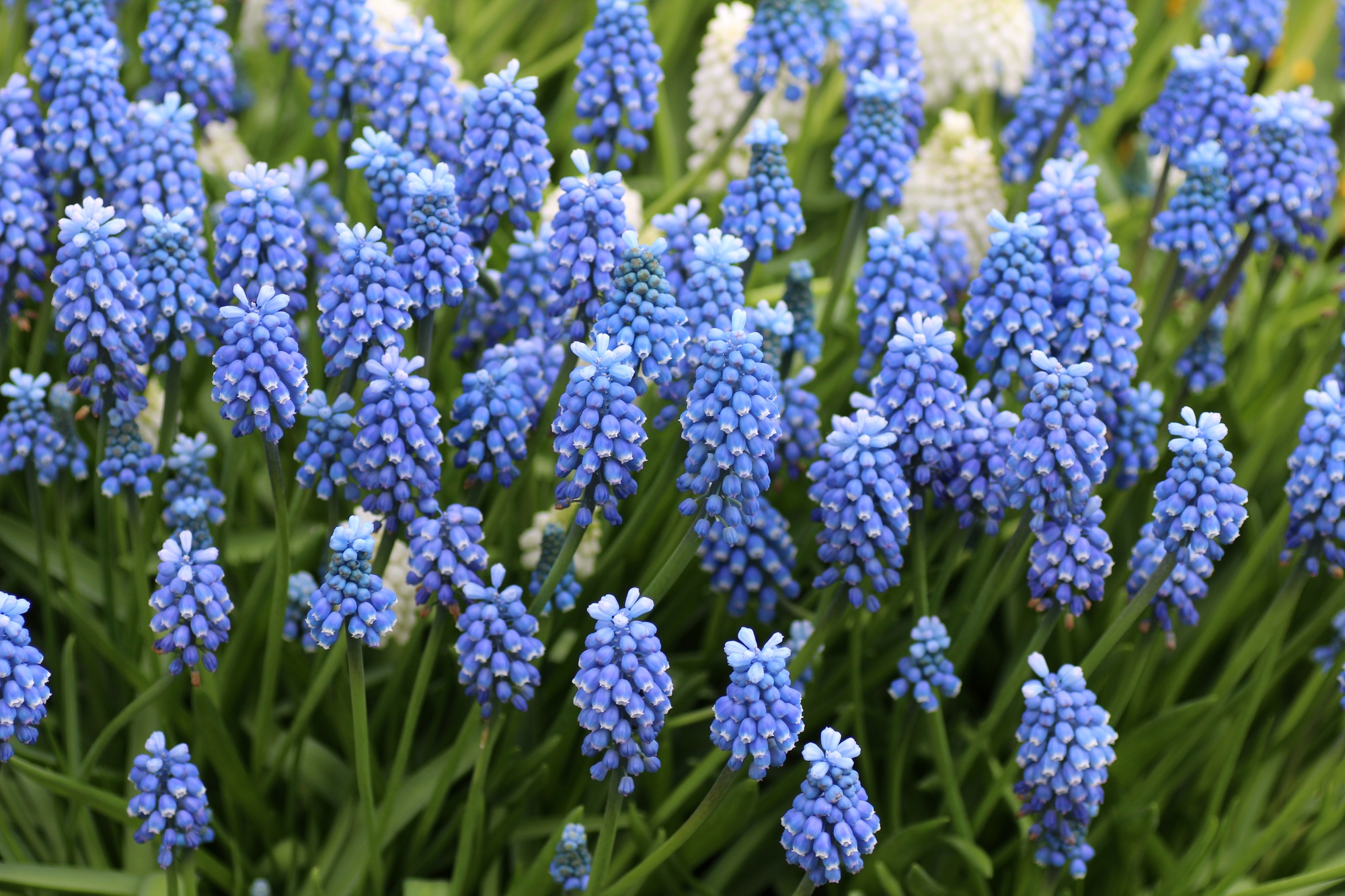 Muscari aucheri Blue Magic Muscari aucheri Blue Magic