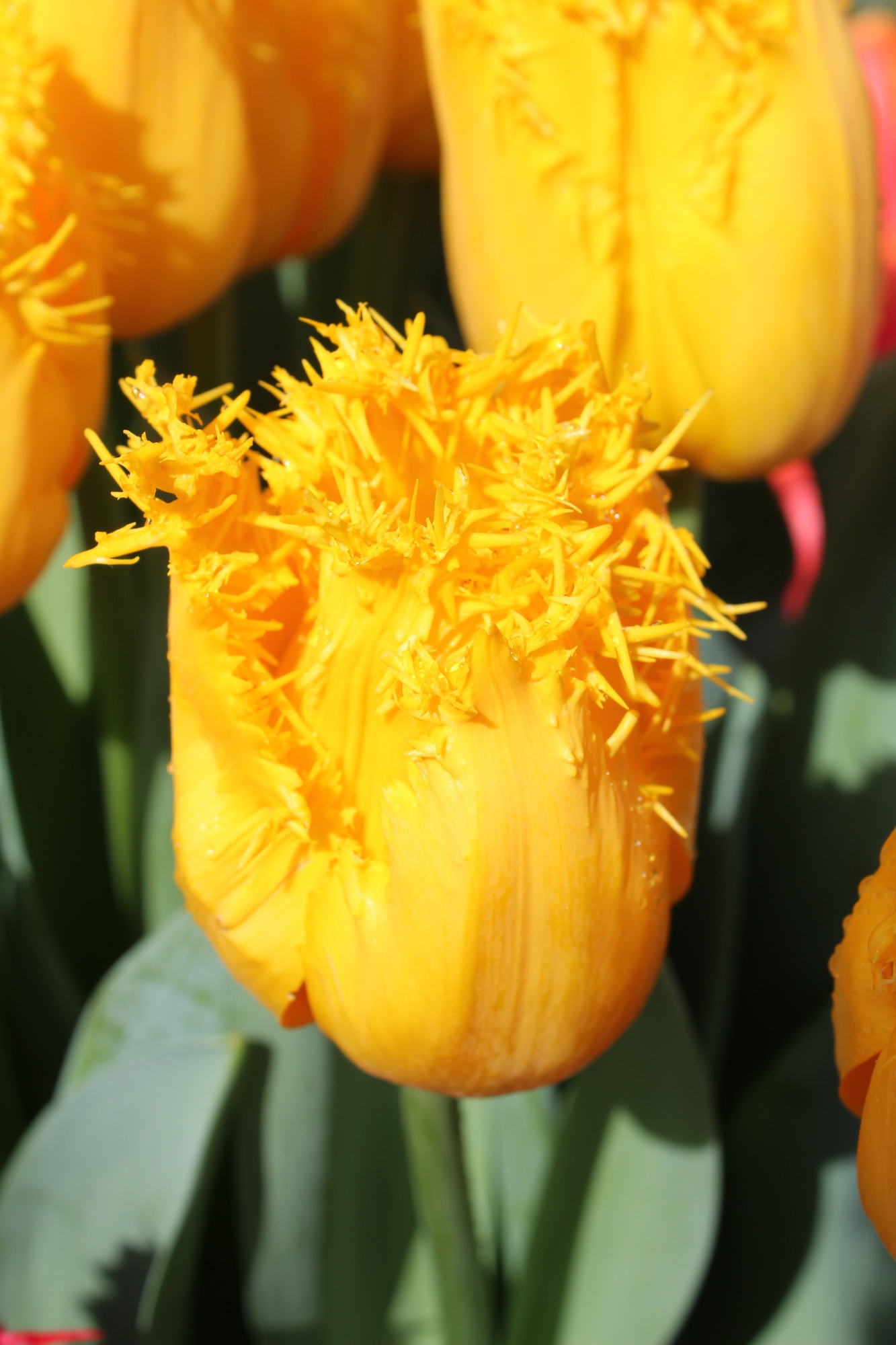 Gefranste Tulpen Hamilton Gefranste Tulpen Hamilton