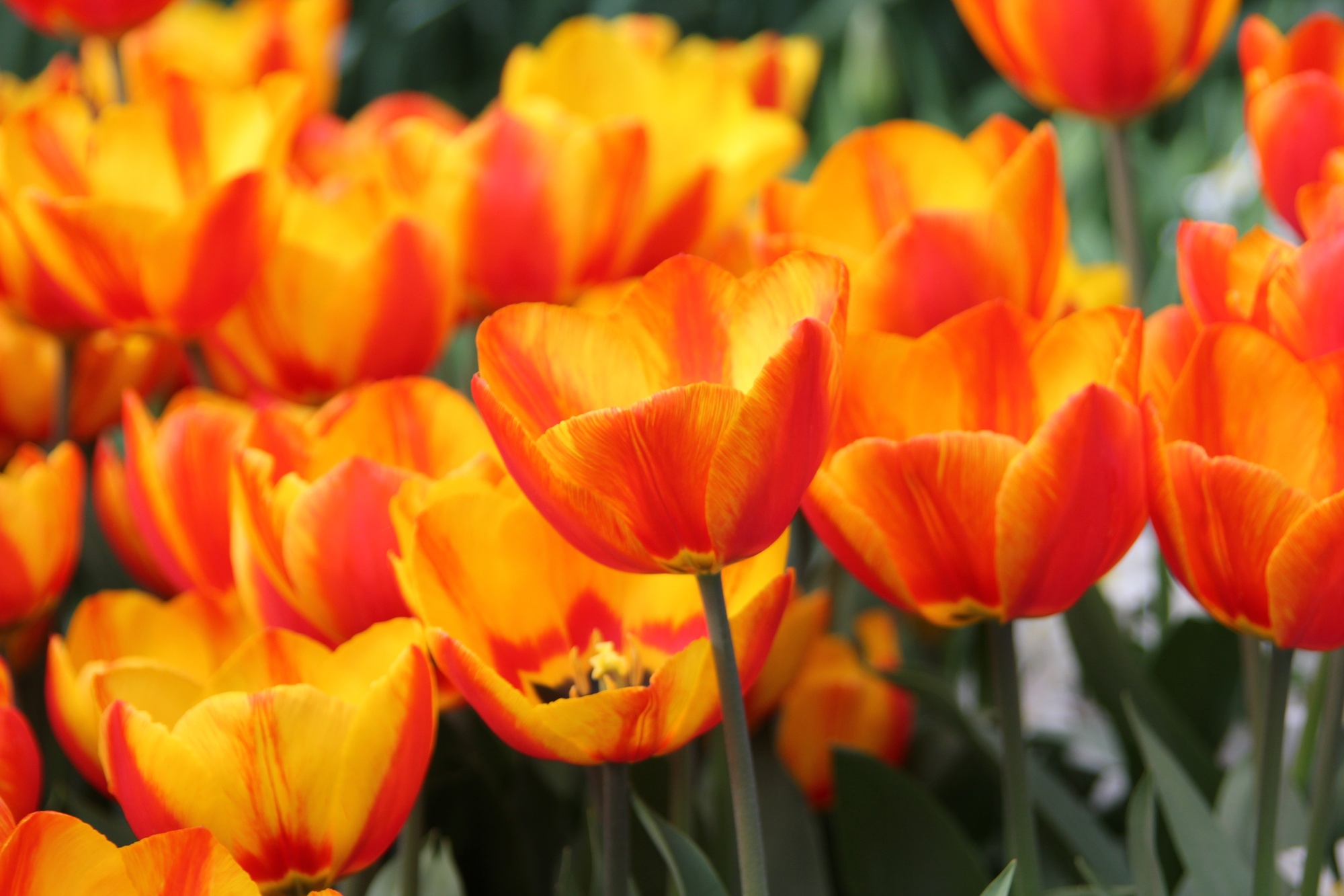 Einfache Frühe Tulpen Flair