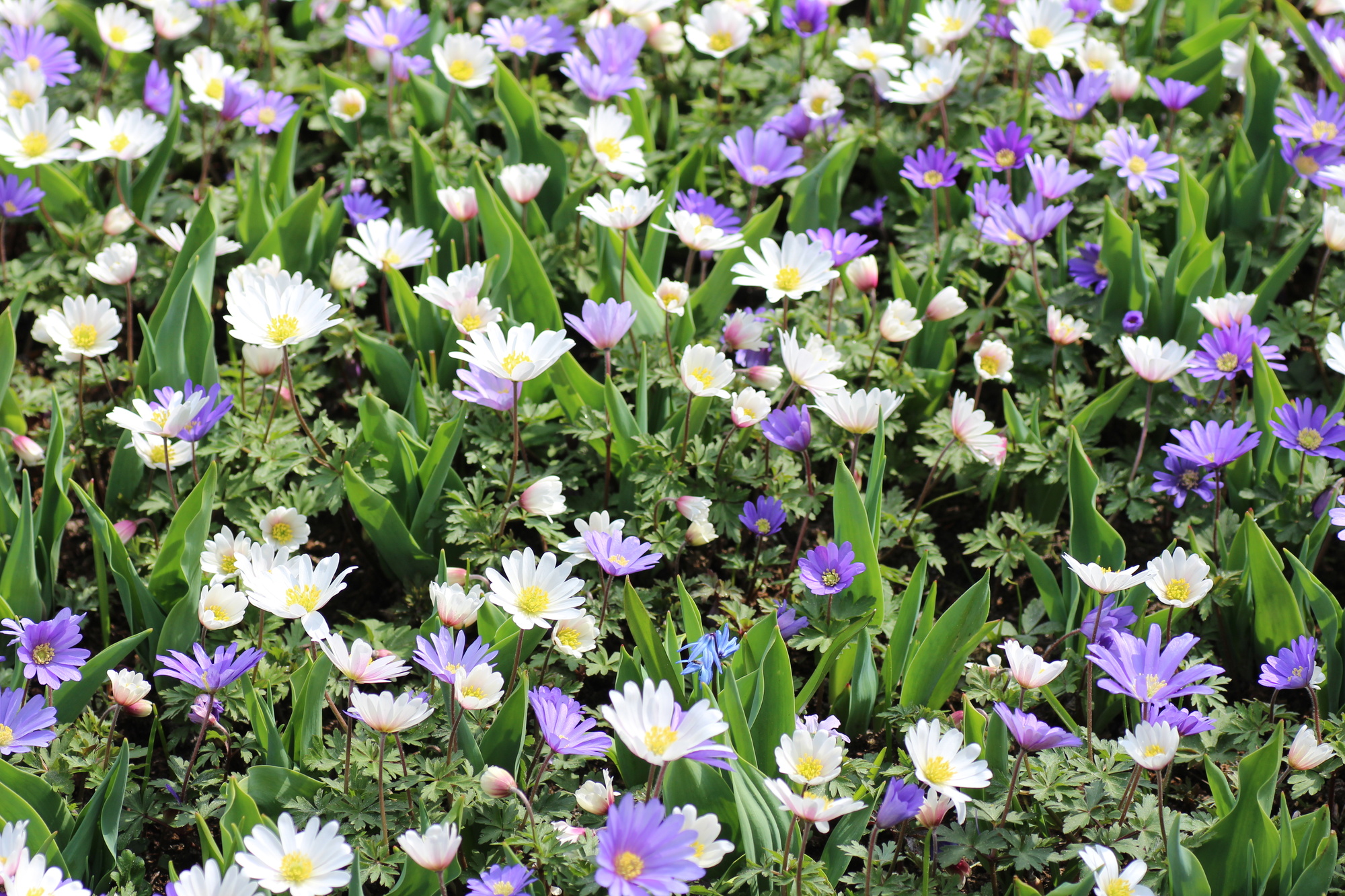 Anemone blanda Mischung Anemone blanda Mischung