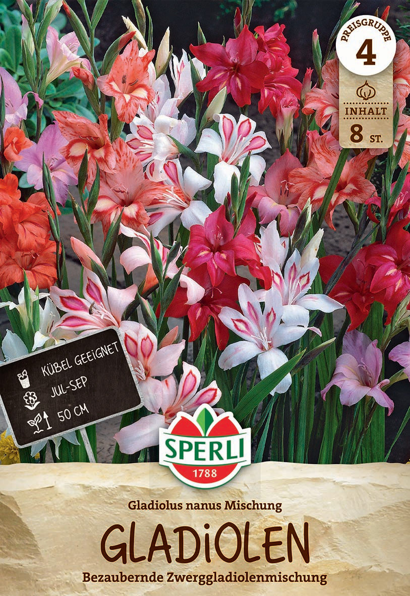 Gladiole Nanus Mischung