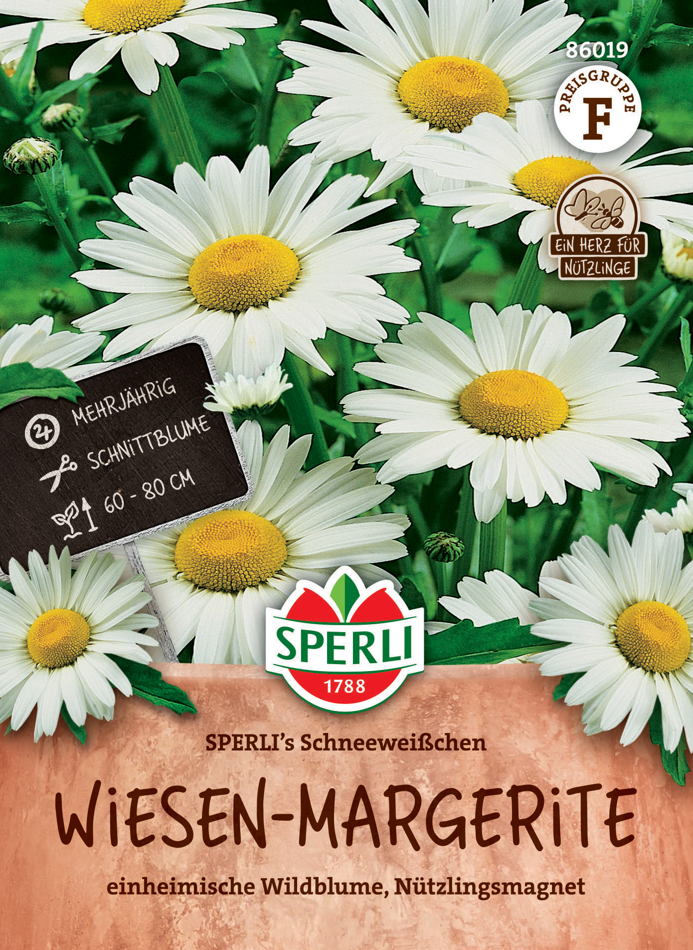 Wiesen-Margerite SPERLI's Schneeweißchen Wiesen-Margerite SPERLI's Schneeweißchen