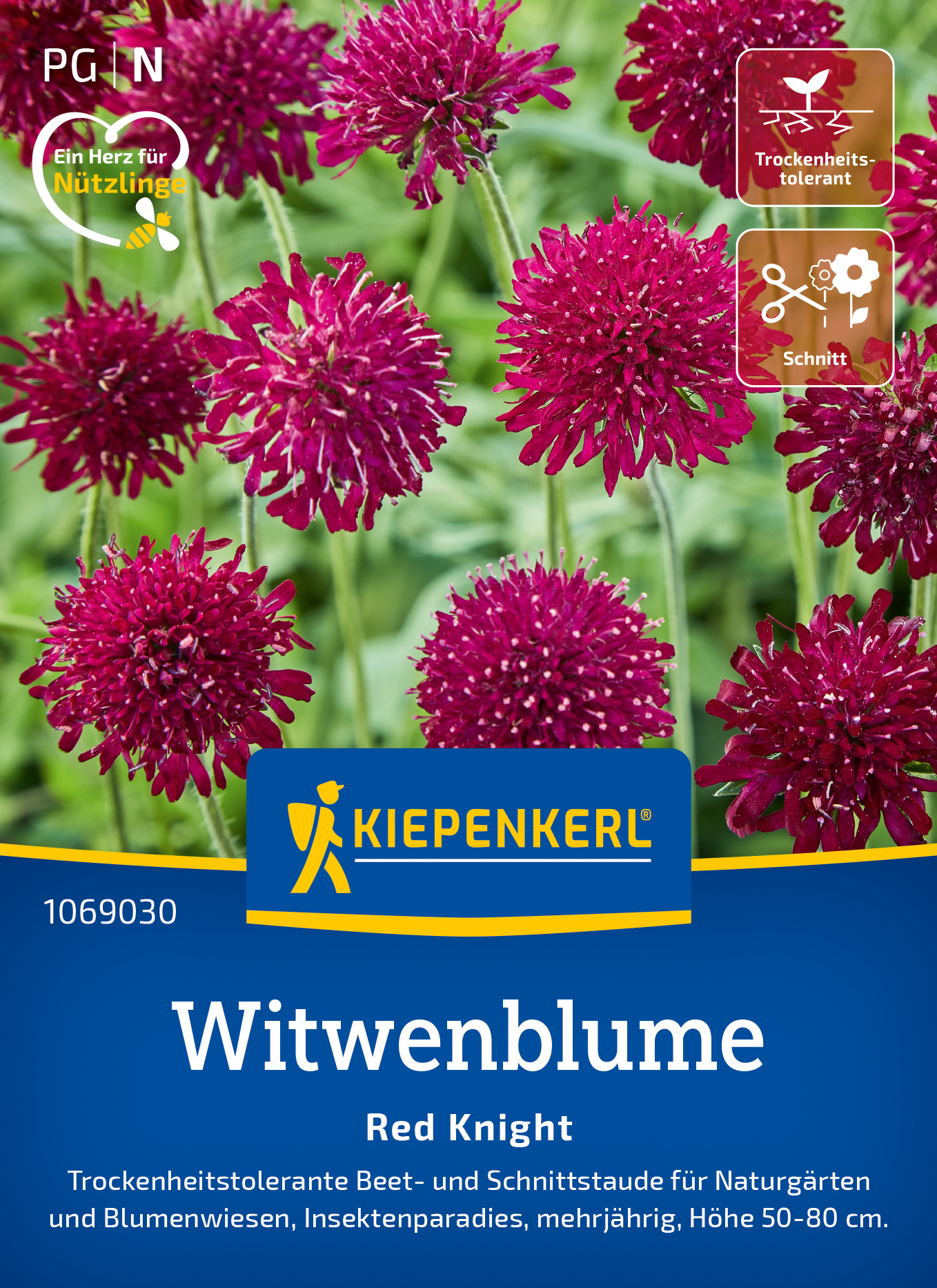 Witwenblume Red Knight Witwenblume Red Knight