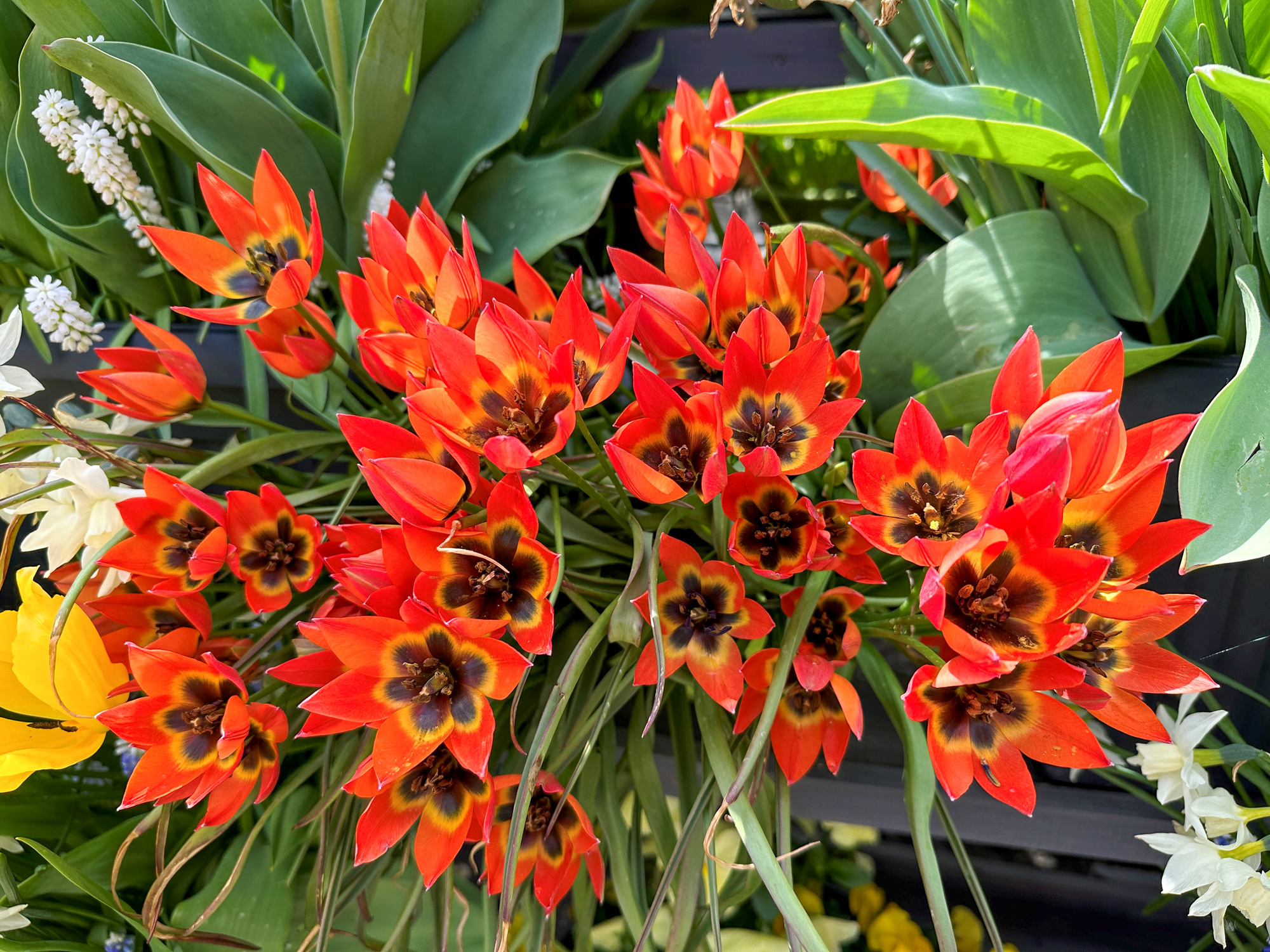 Botanische Tulpen T. Little Princess Botanische Tulpen T. Little Princess