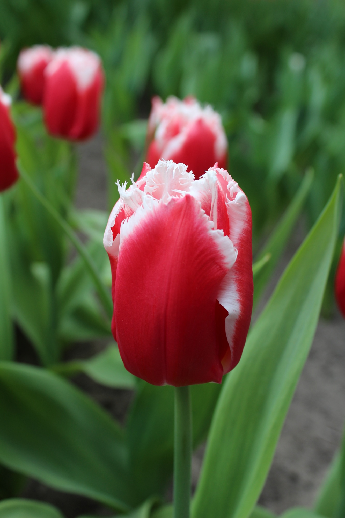 Gefranste Tulpen Canasta Gefranste Tulpen Canasta