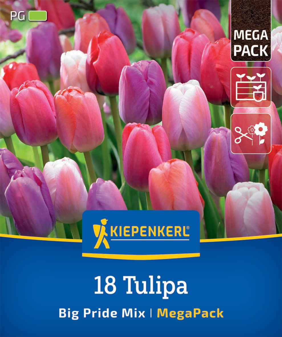 Mega-Pack Darwin-Hybrid-Tulpen Big Pride Mix