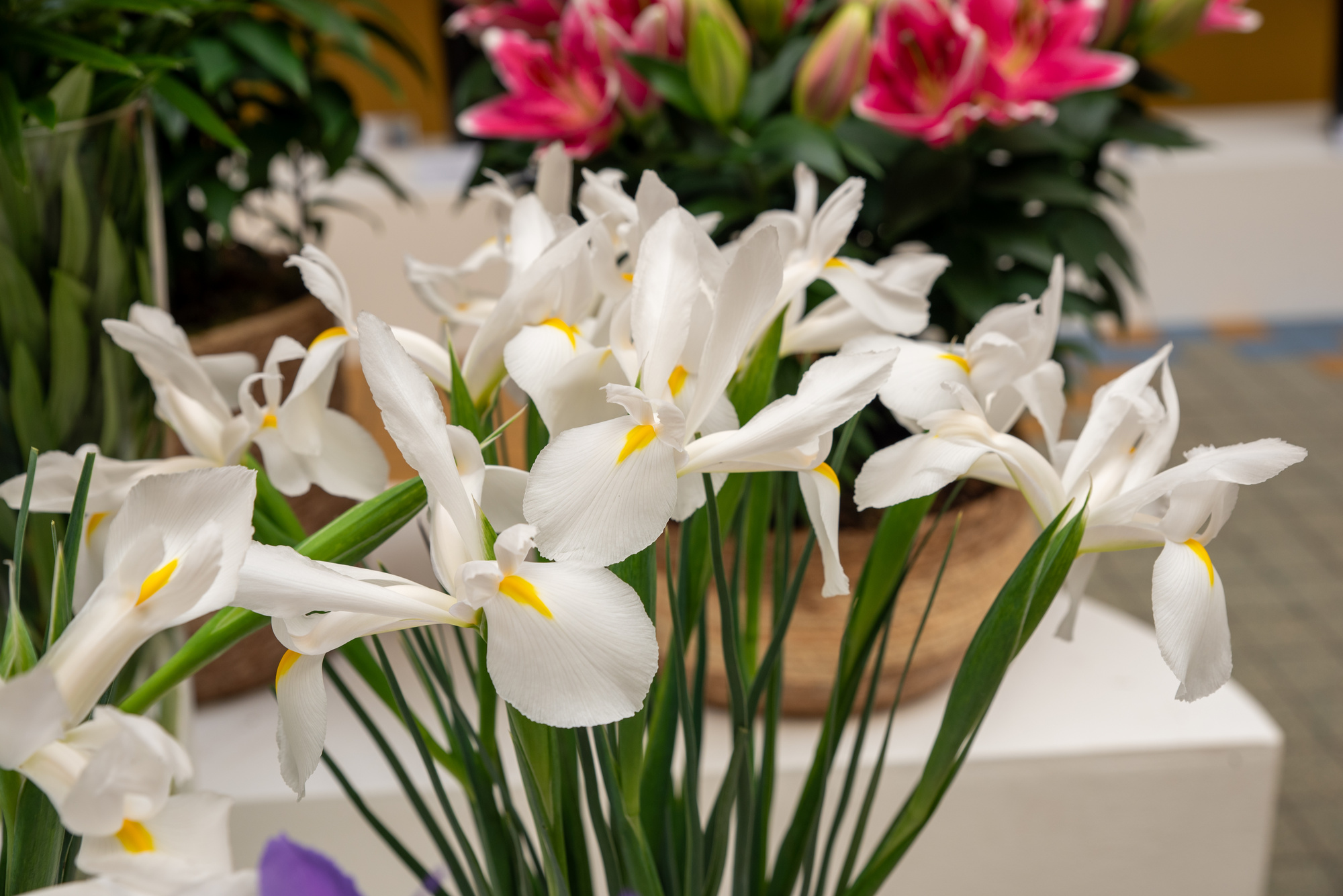 Iris hollandica Alaska