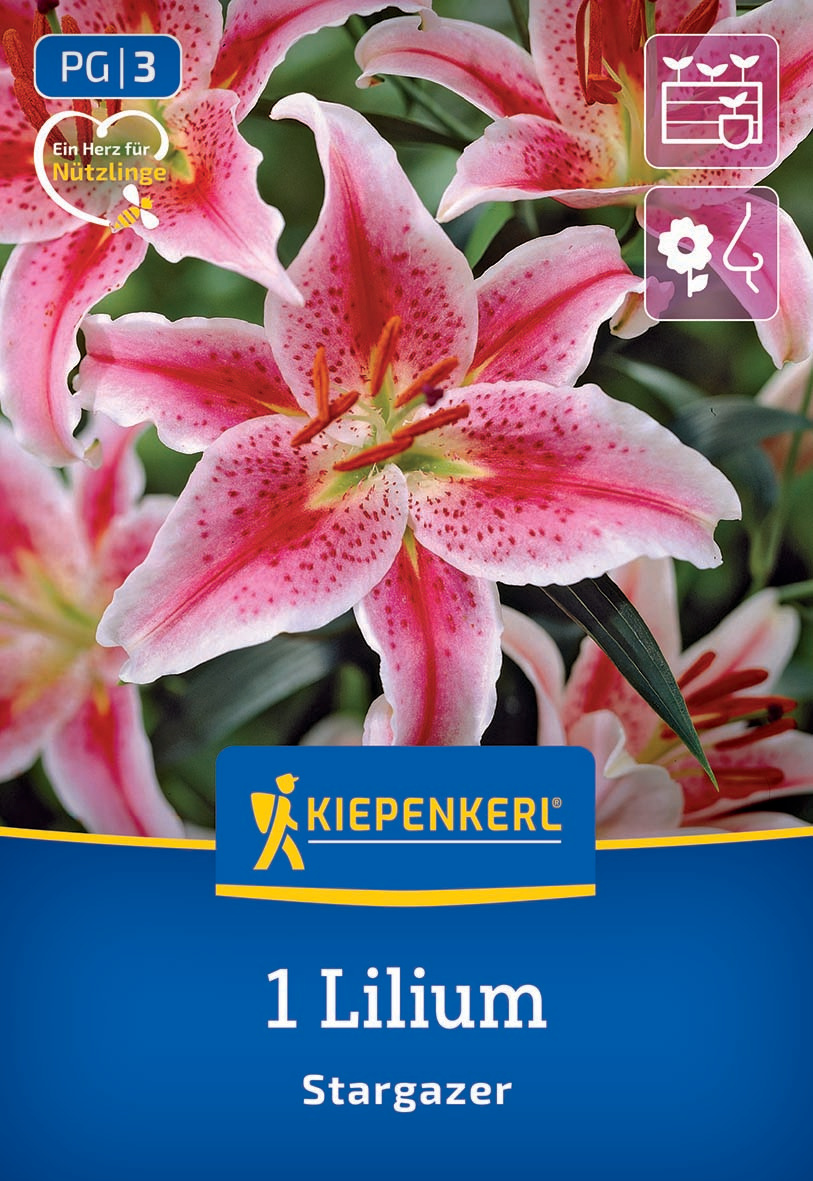 Oriental-Lilie Stargazer Oriental-Lilie Stargazer