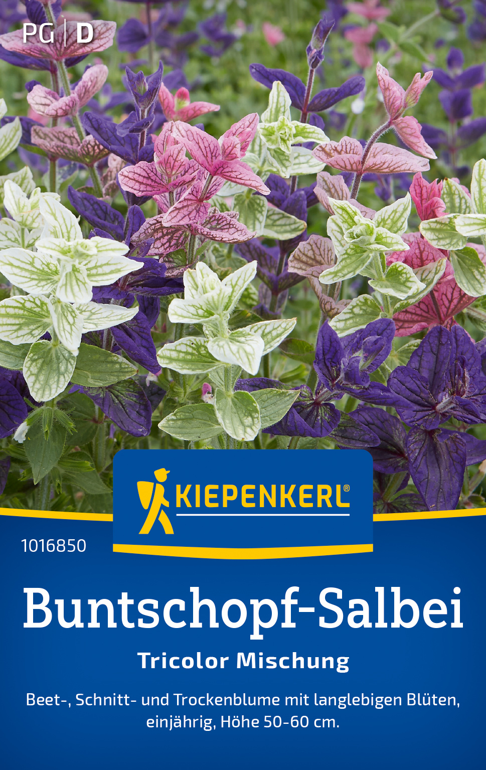 Buntschopf-Salbei Tricolor Mischung Buntschopf-Salbei Tricolor Mischung