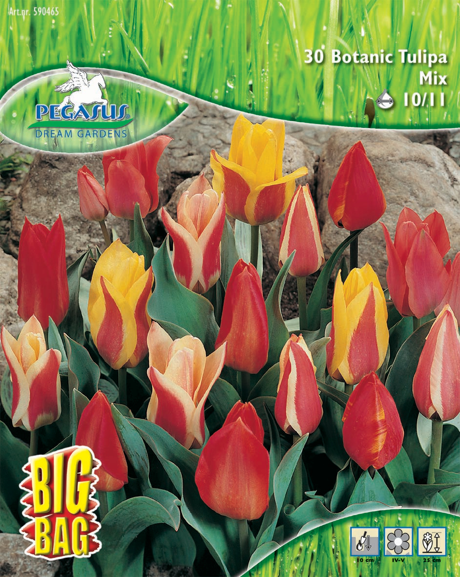 Pegasus BigBag Botanische Tulpen Mischung
