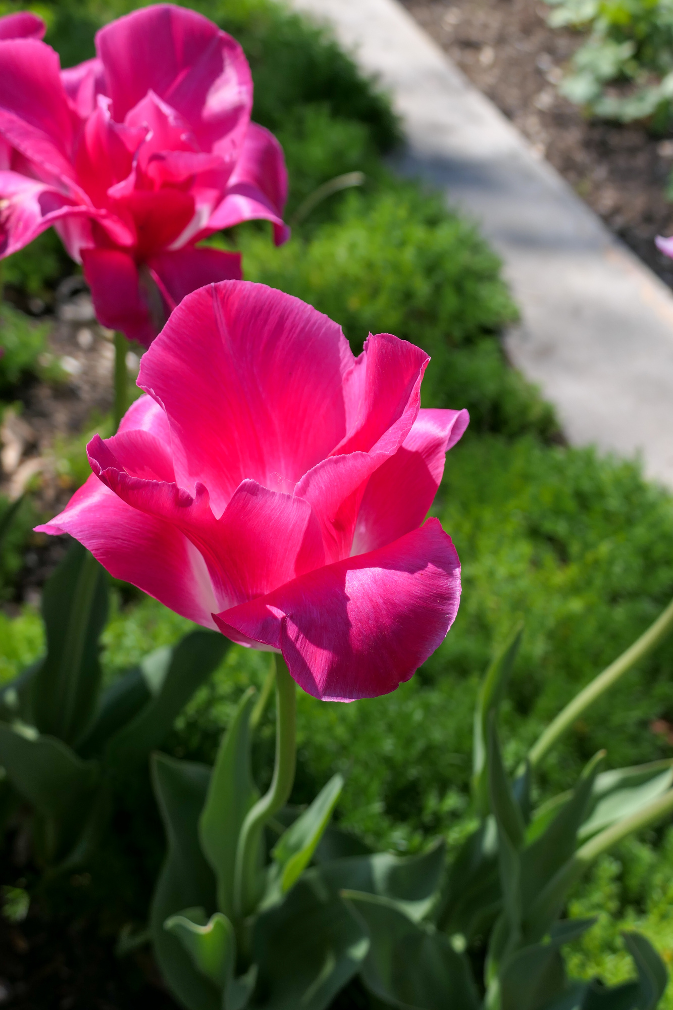 Einfache Späte Tulpen Sauternes Einfache Späte Tulpen Sauternes