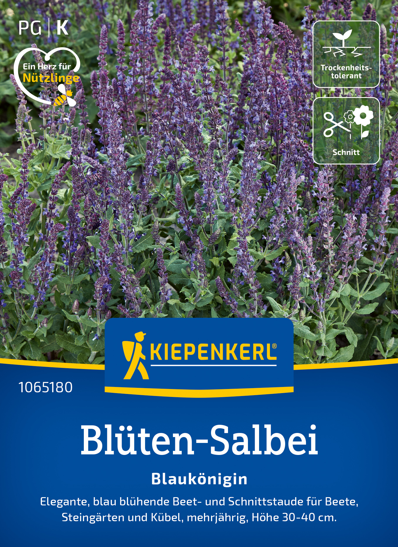 Blüten-Salbei Blaukönigin Blüten-Salbei Blaukönigin