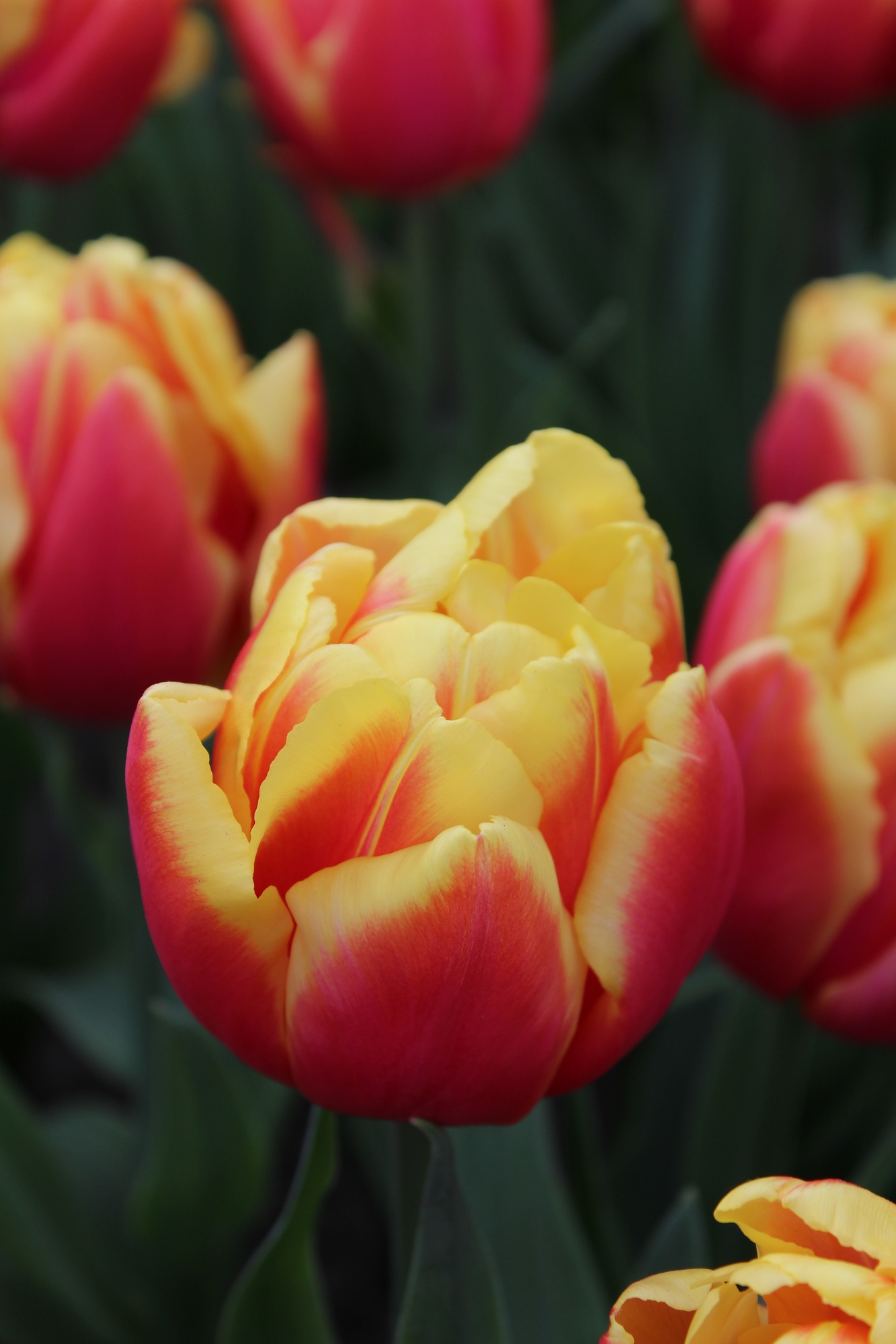 Gefüllte Späte Tulpen Double Focus Gefüllte Späte Tulpen Double Focus