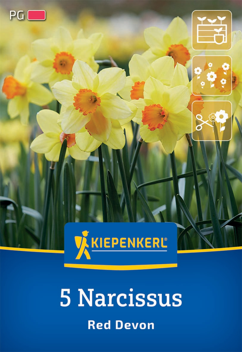 Trompeten-Narzisse Red Devon