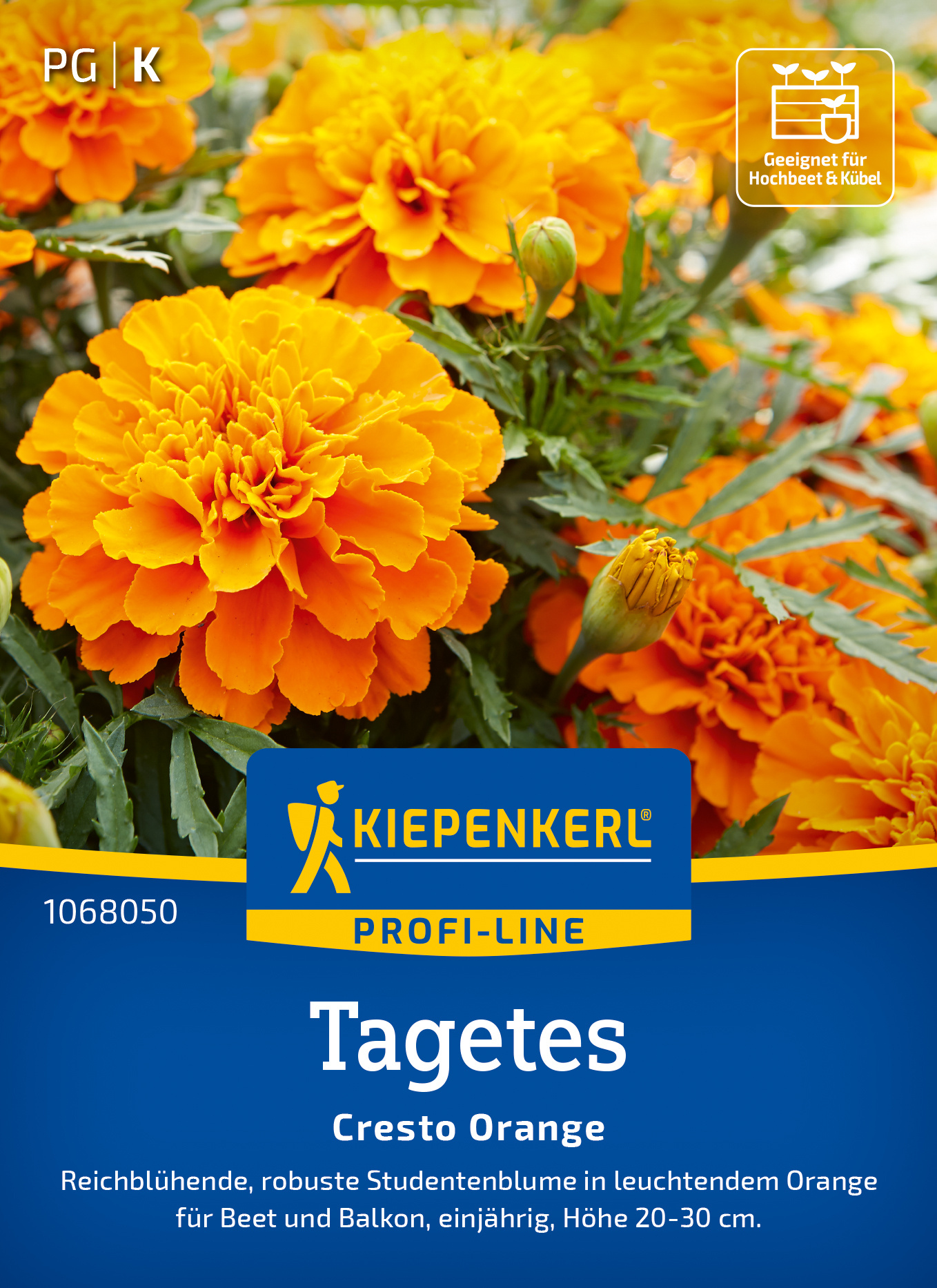 Tagetes Cresto Orange