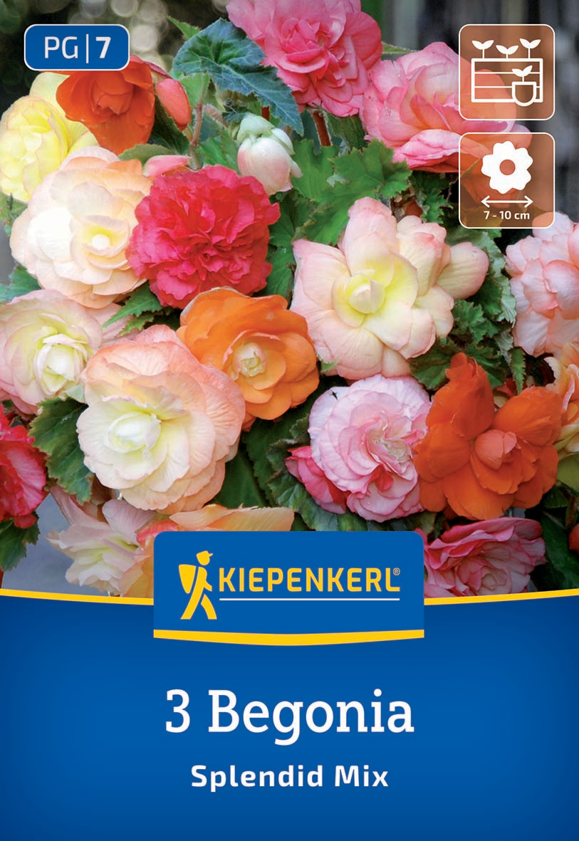 Hängende Knollenbegonie Splendid Mix