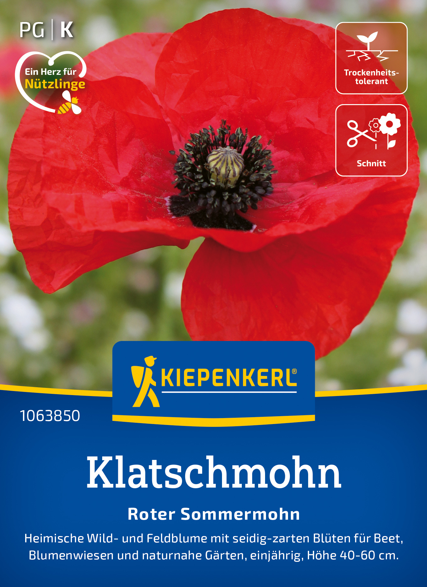 Klatschmohn