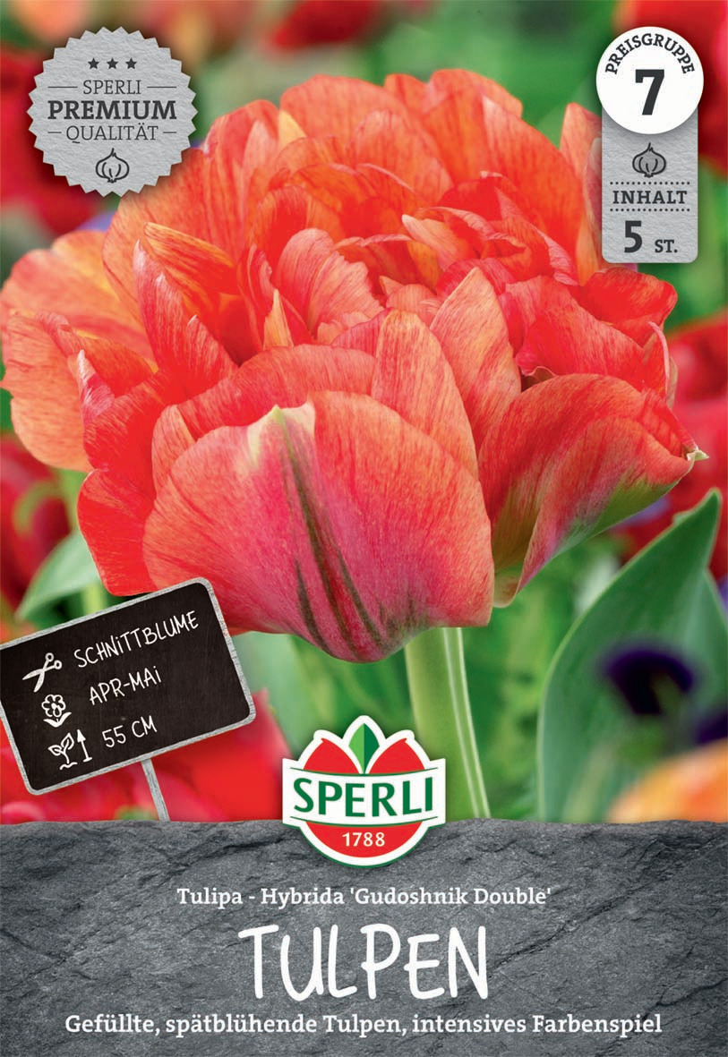Premium Gefüllte Späte Tulpe Gudoshnik Double
