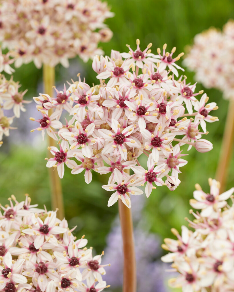 Allium Silver Spring