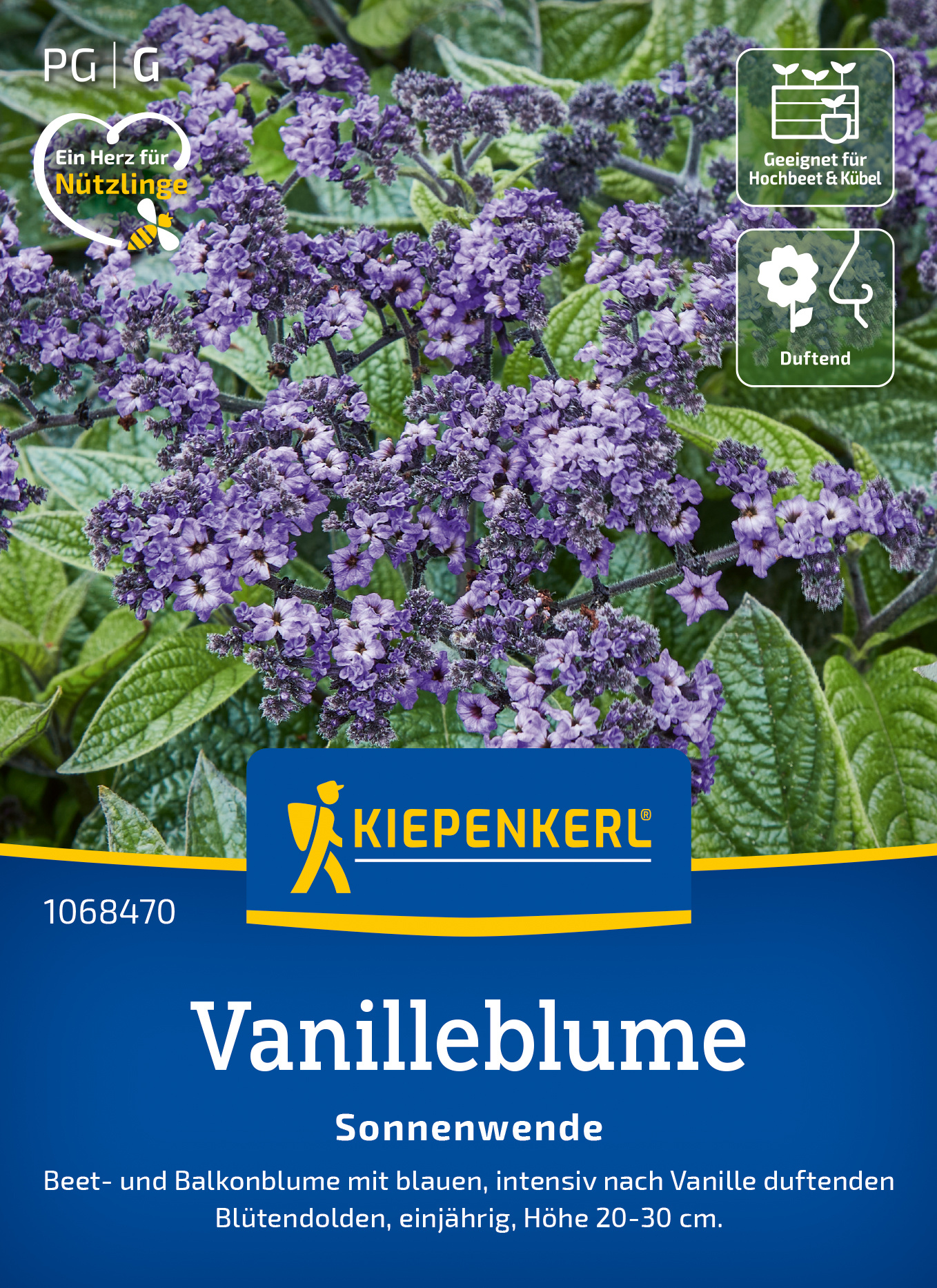Vanilleblume Sonnenwende