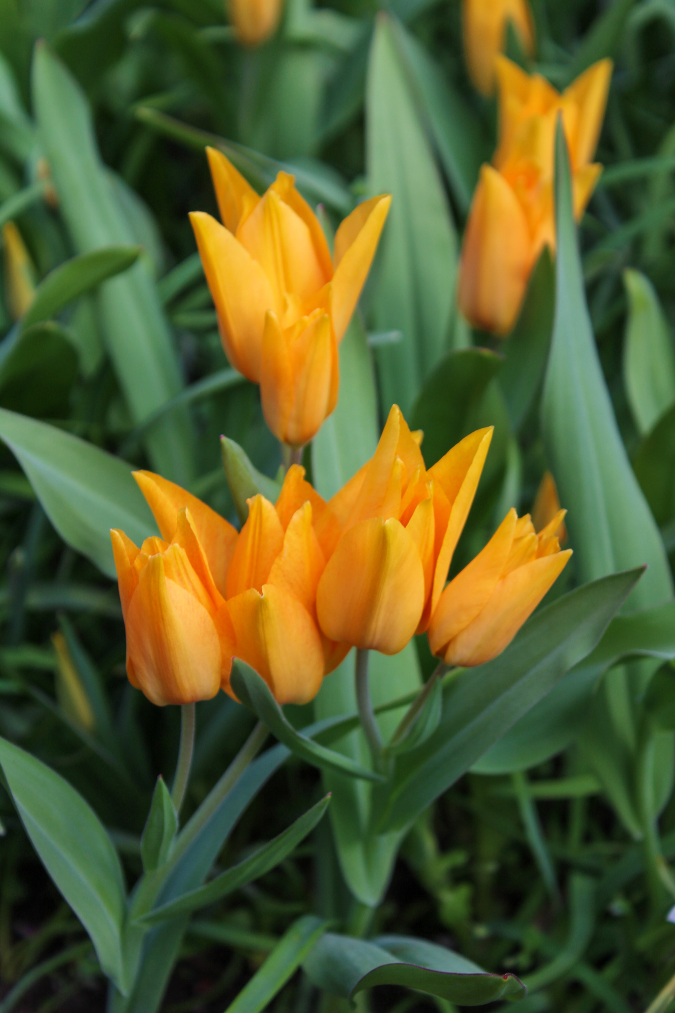 Botanische Tulpen T. praestans Shogun Botanische Tulpen T. praestans Shogun