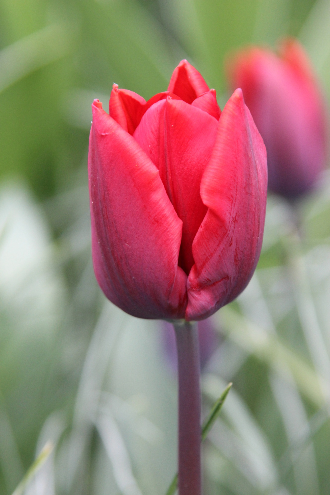 Triumph-Tulpen Couleur Cardinal