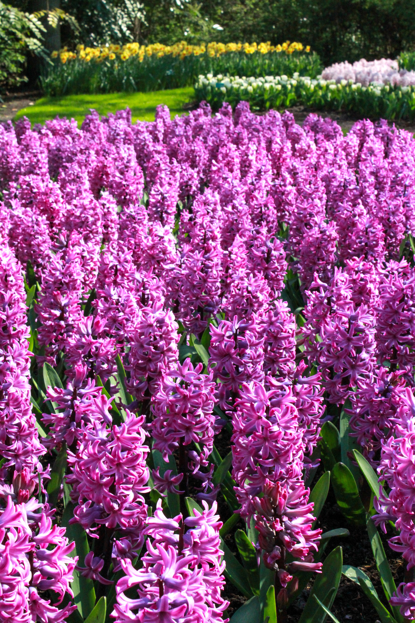 Hyazinthen Splendid Cornelia Hyazinthen Splendid Cornelia