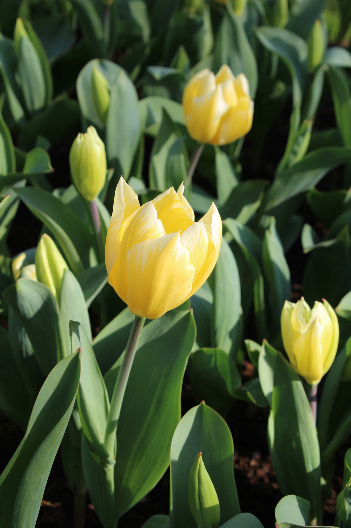 Fosteriana-Tulpen Sweetheart Fosteriana-Tulpen Sweetheart