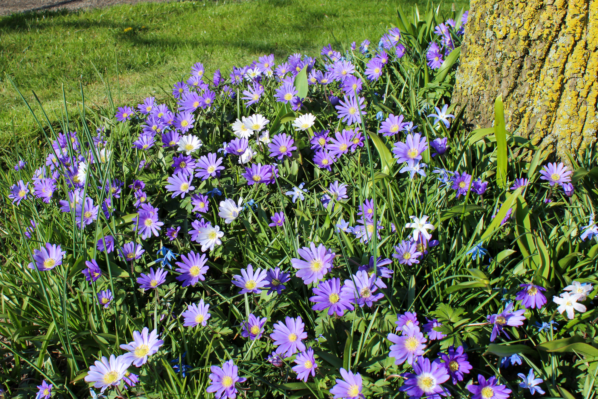 Anemone blanda Blue Shades Anemone blanda Blue Shades
