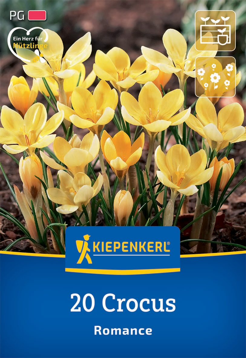 Botanischer Krokus Romance Botanischer Krokus Romance