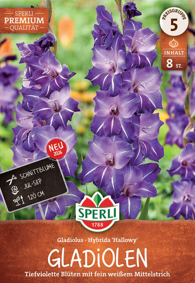 Gladiole Hallowy