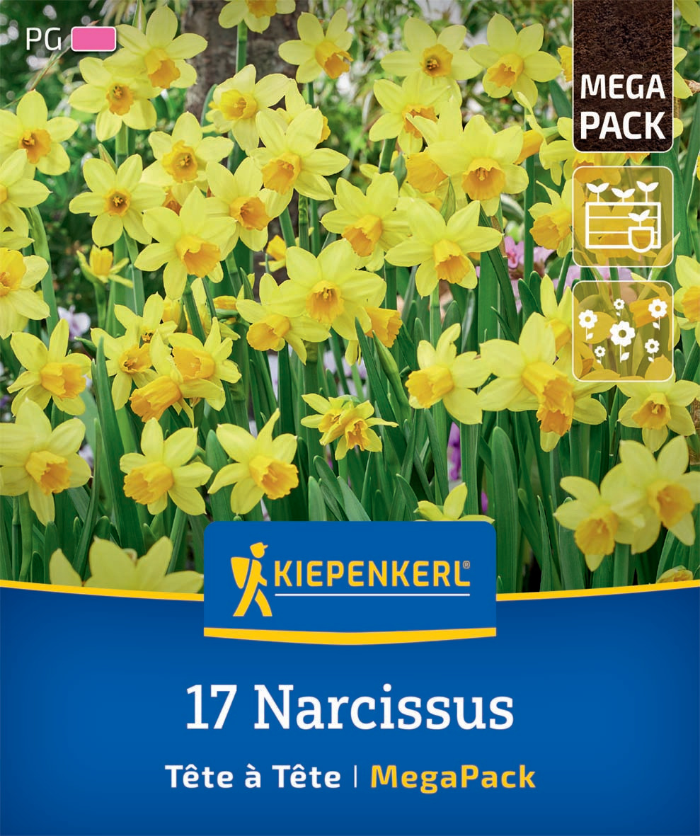 Mega-Pack Narzissen Tête à Tête Mega-Pack Narzissen Tête à Tête