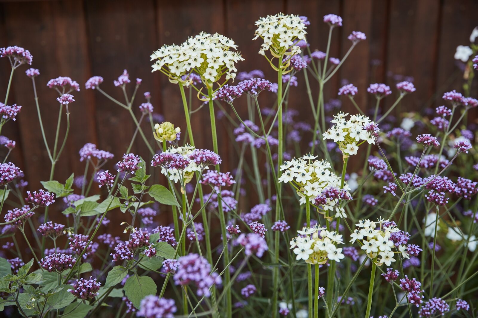 Ornithogalum saundersiae