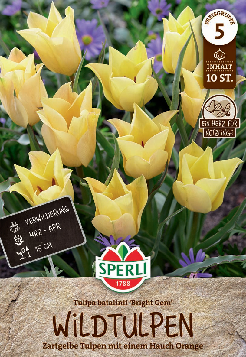 Wildtulpe batalinii Bright Gem