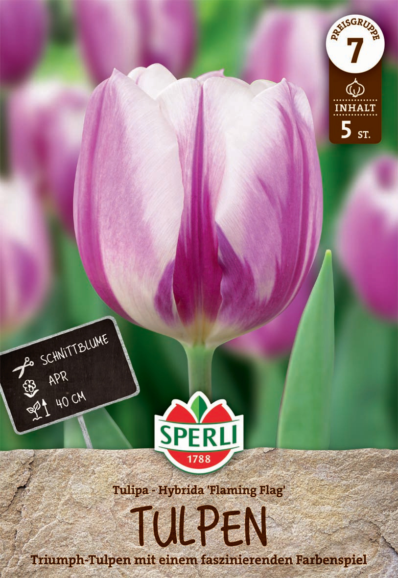 Premium Triumph-Tulpe Flaming Flag
