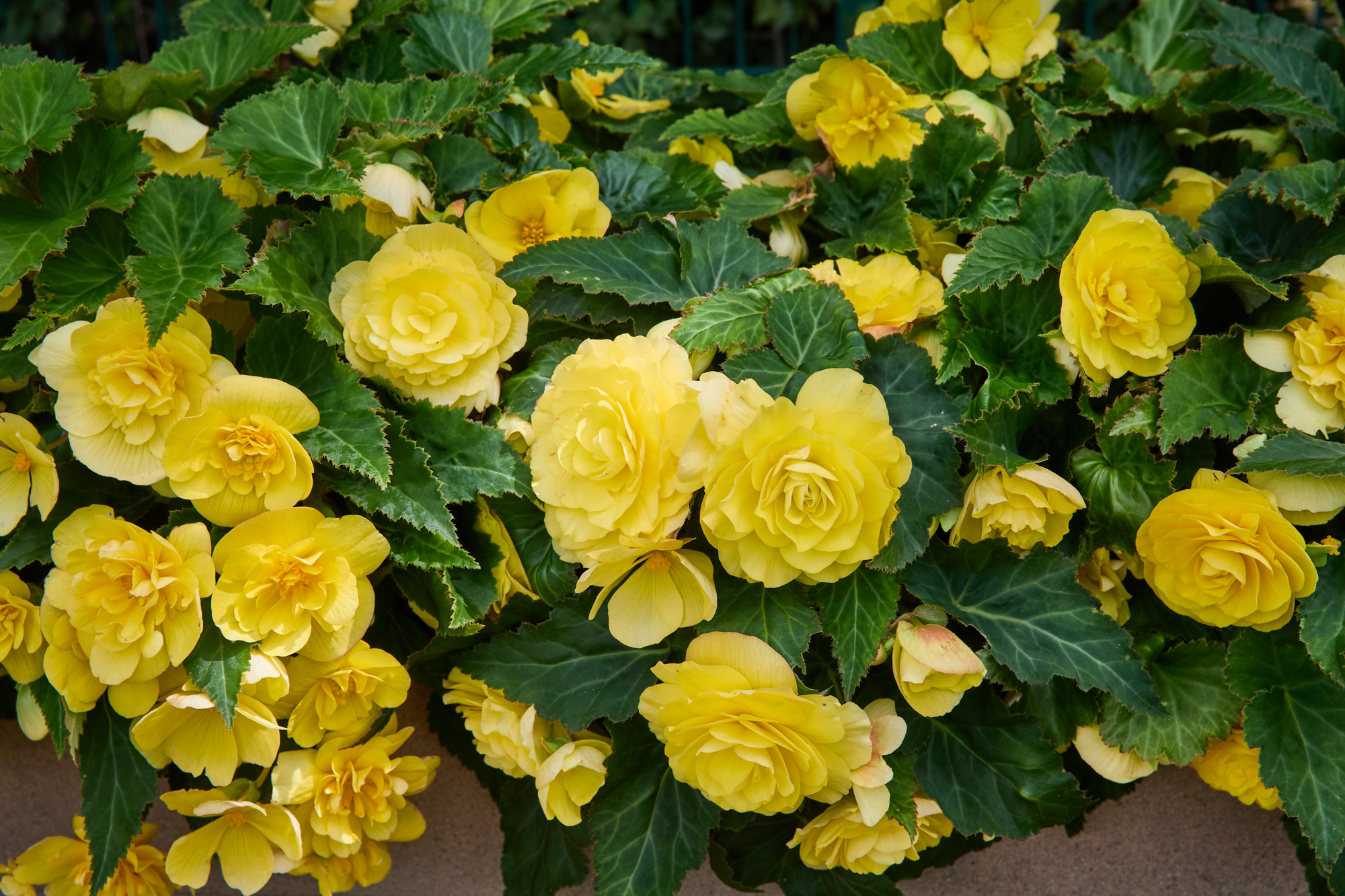 Begonien gefüllt Gelb