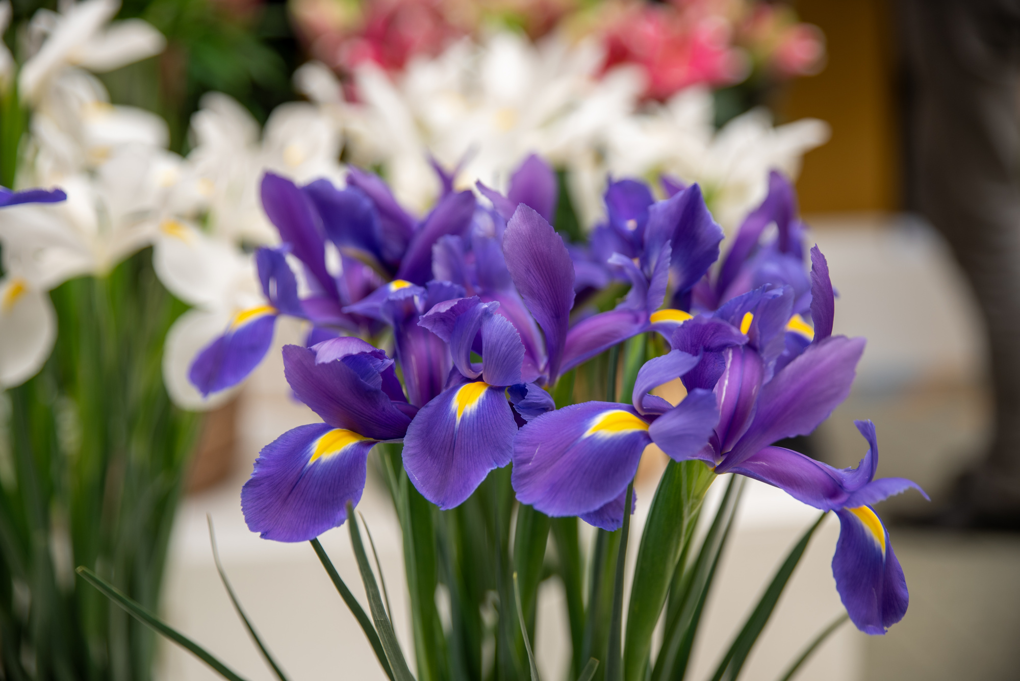 Iris hollandica Discovery