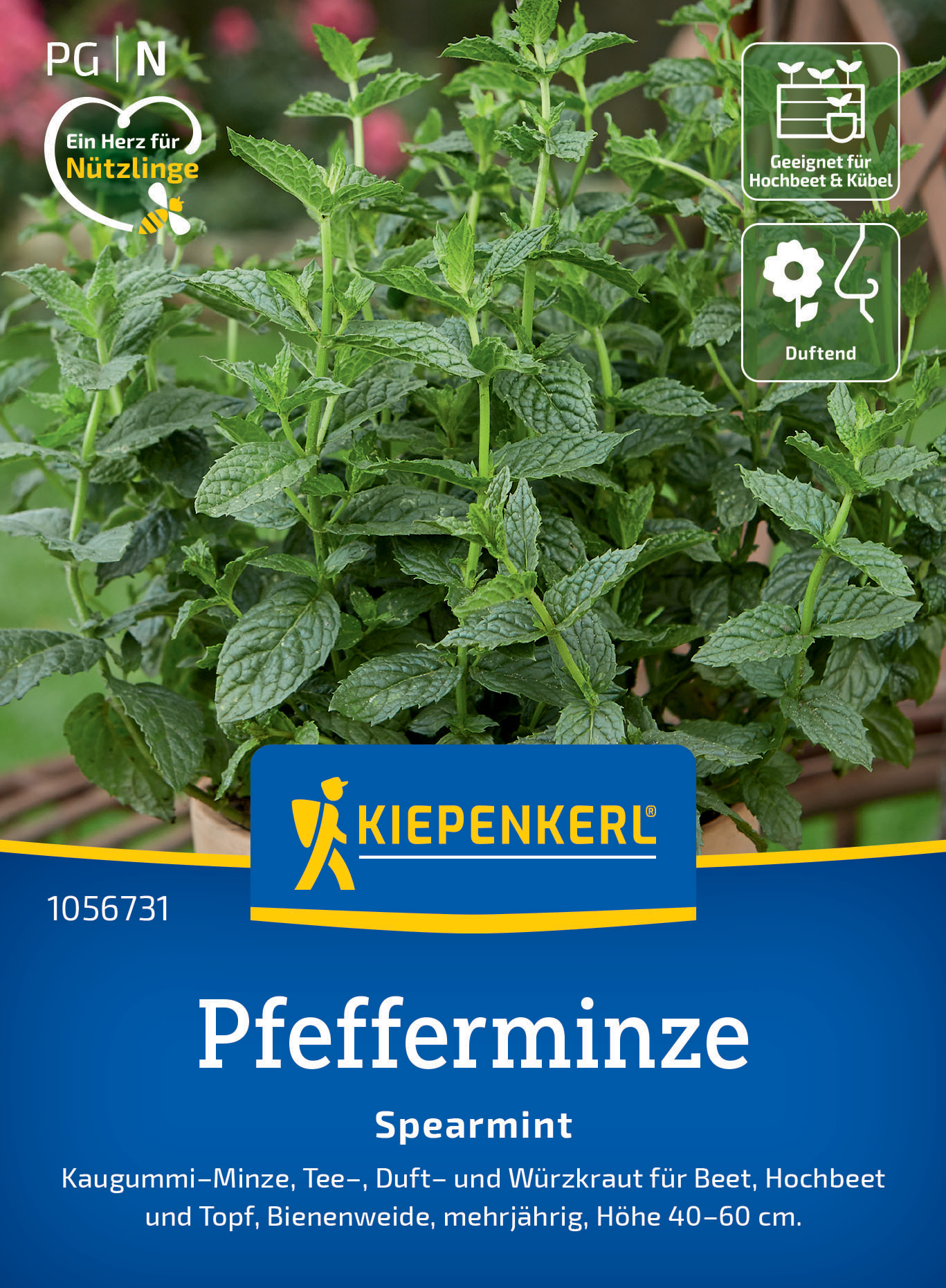Pfefferminze Spearmint